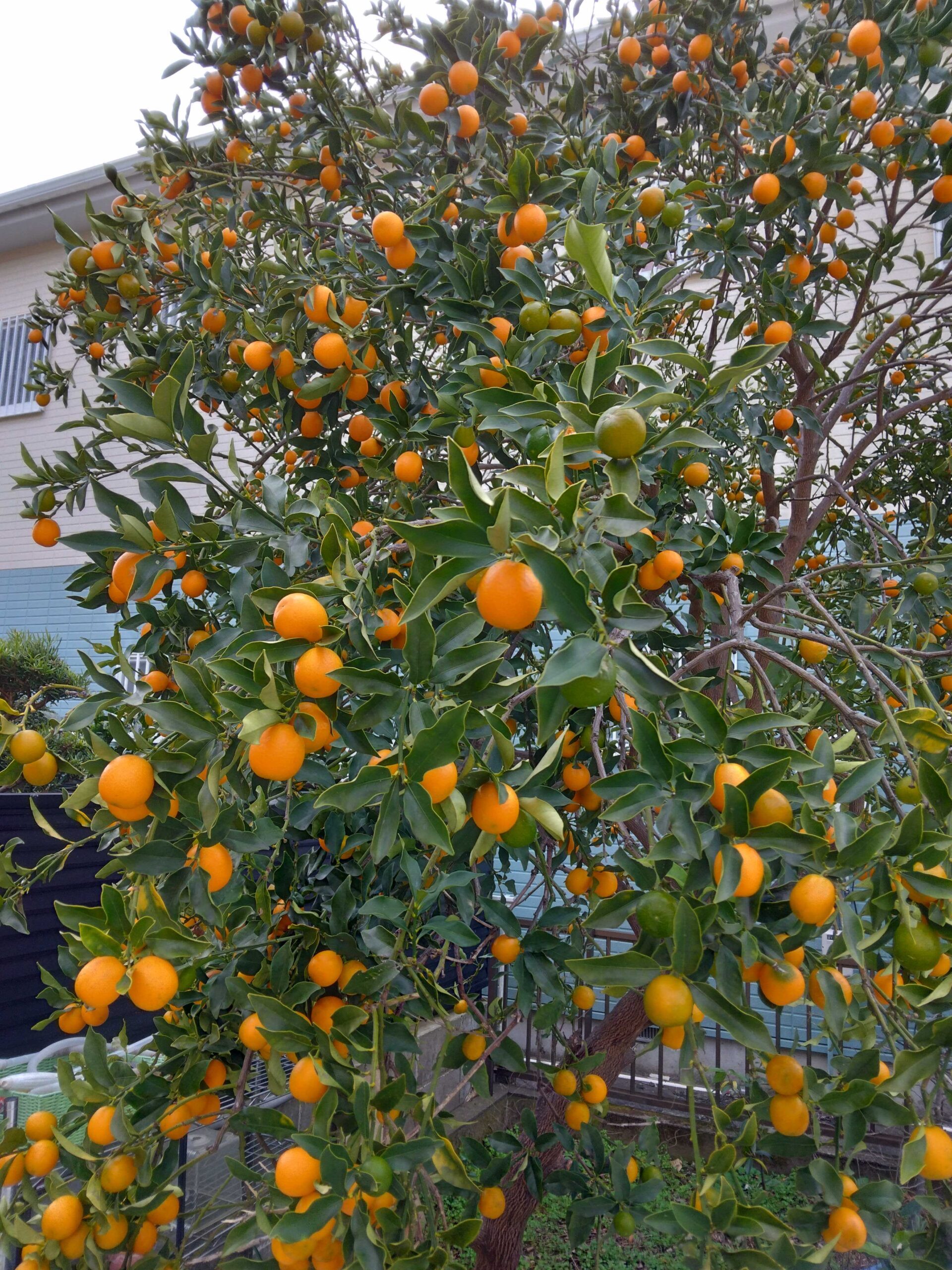 いんくるネットにある金柑の木 - いんくるネット