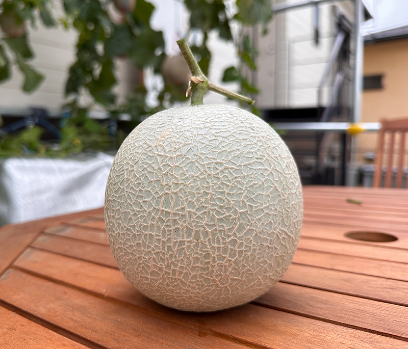 最初の一つを収穫してみました